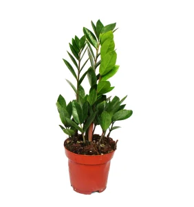 Замиокулькас (лат. Zamioculcas)