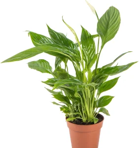 Спатифиллум (лат. Spathiphyllum)