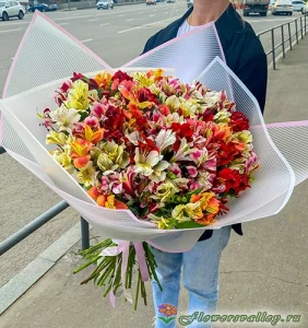 Альстромерия разноцветная 51 шт