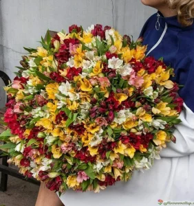 Альстромерия разноцветная 101 шт