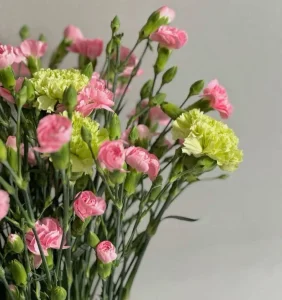 Букет разноцветных гвоздик, 25 шт