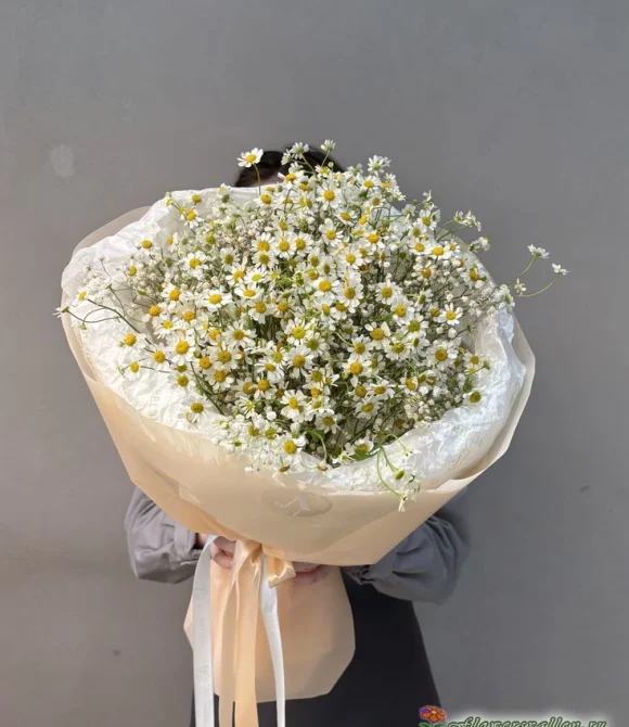 Букет из ромашек ( Tanacetum )
