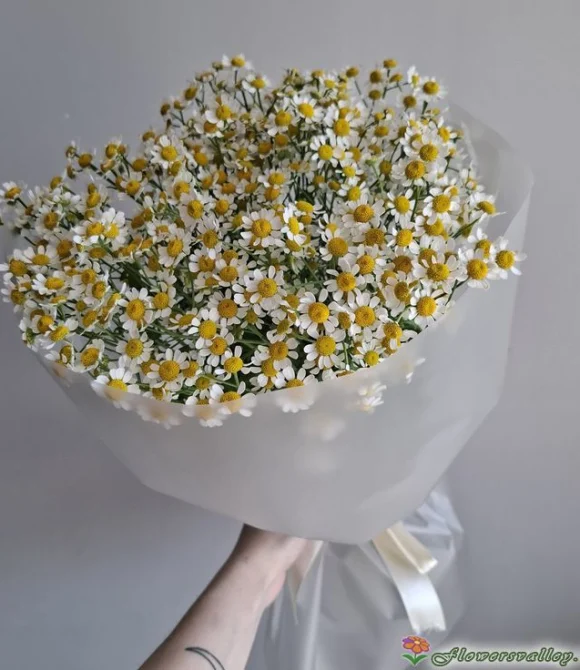 Букет из ромашек ( Tanacetum )