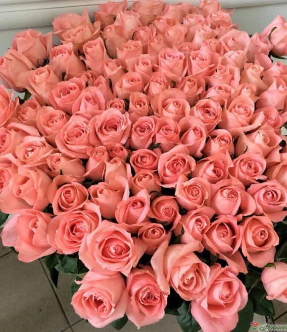 Букет из 101 розы Би Свит, (пр-во Эквадор, сорт "Be Sweet") фото 2