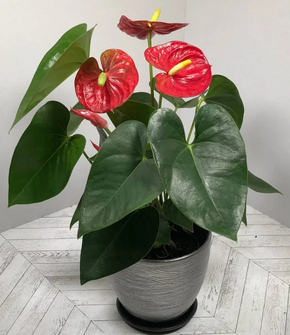 Антуриум (лат. Anthurium), d 12