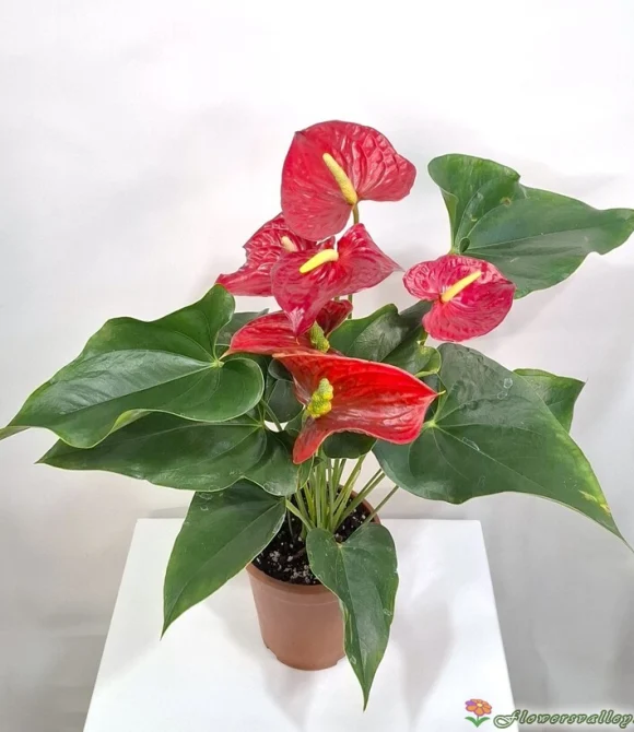 Антуриум (лат. Anthurium), d 12