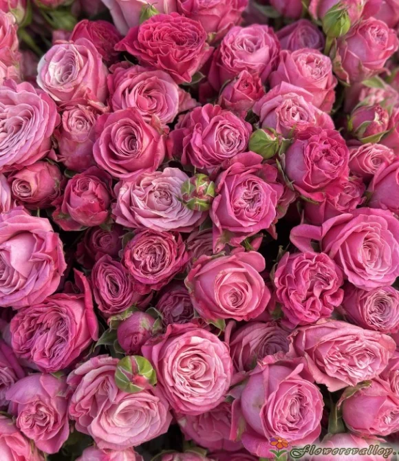 51 пионовидная роза