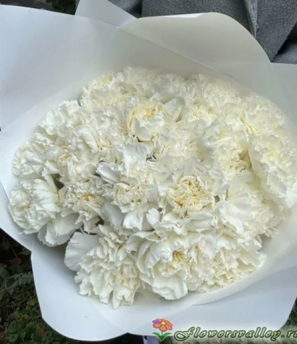 Букет из 25 белых гвоздик