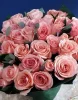 Букет из 35 роз Би Свит (сорт "Be Sweet", пр-во Эквадор)