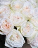 ие	Букет из 101 розы Вайт Охара ( сорт White O'Hara, пр-во Эквадор) Фото 3