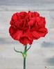 красные гвоздики