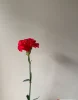 Гвоздика красная