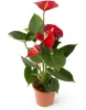 Антуриум (лат. Anthurium), d 12