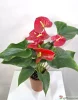 Антуриум (лат. Anthurium), d 12
