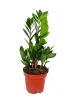 Замиокулькас (лат. Zamioculcas), d 12