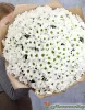 Букет из 51 белых хризантем. Сорт Бакарди