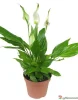 Спатифиллум (лат. Spathiphyllum), d 9