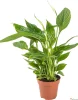 Спатифиллум (лат. Spathiphyllum), d 12