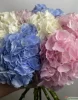 Букет из разноцветных гортензий, 7 шт.