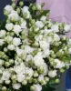 Букет из 15 кустовых роз